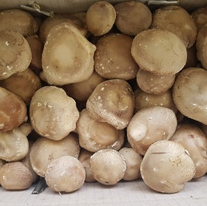 [찬들표고] 생거진천 표고버섯 가정용 1.8kg
